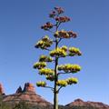 Agave parryi